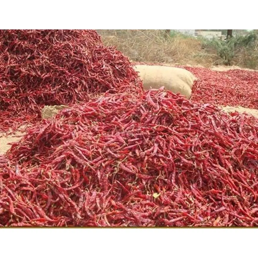 Hubballi: 13th Dry Chilli Fair to Begin from January 31