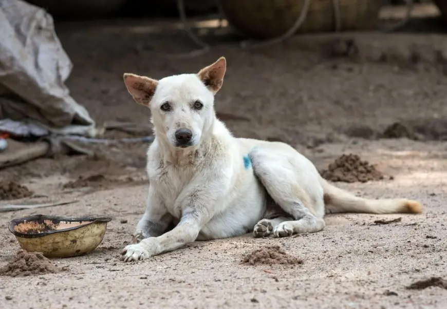 FIFA World Cup: Morocco Plans to Cull Three Million Stray Dogs