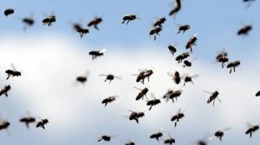 Bee Swarm Attacks Students, Several Injured